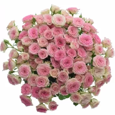 Kytica 100+ kvetov ruží CREAMY TWISTER 50cm
