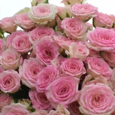 Kytice 100+ květů růží CREAMY TWISTER 50cm
