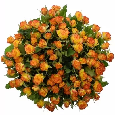 Kytica 100+ kvetov ruží EYELINER 40cm