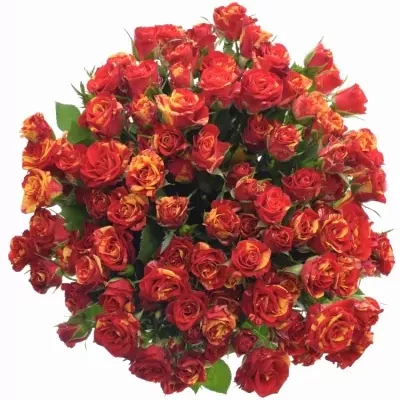 Kytice 100+ květů růží FIRE FLASH 60cm