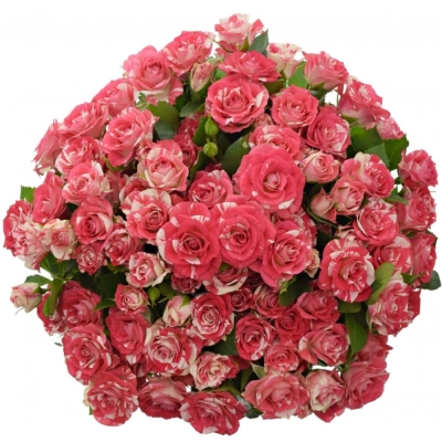 Kytice 100+ květů růží FIREWORKS 50cm