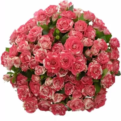 Kytica 100+ kvetov ruží FIREWORKS 40cm