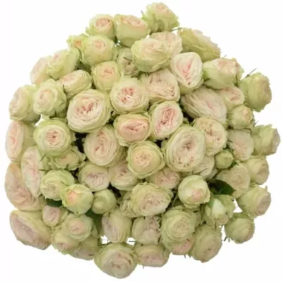 Kytice 100+ květů růží GALINA 50cm