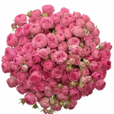 Kytice 100+ květů růží GISELLE 60 cm
