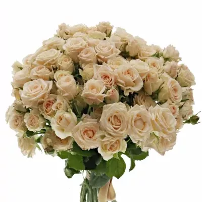 Kytice 100+ květů růží JANA 40cm