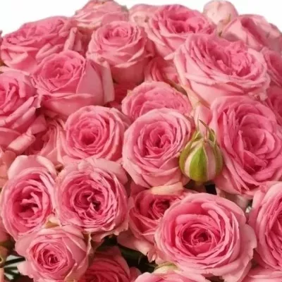 Kytice 100+ květů růží KATE-LYNN PINK 50cm