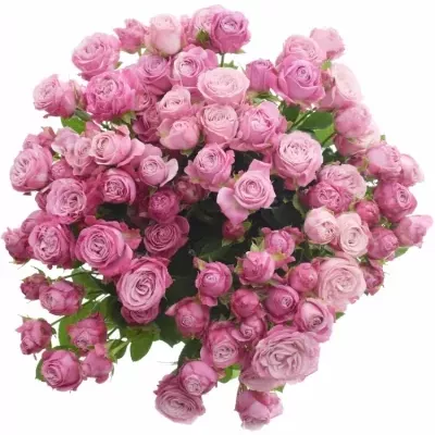 Kytice 100+ květů růží LADY BOMBASTIC 60 cm