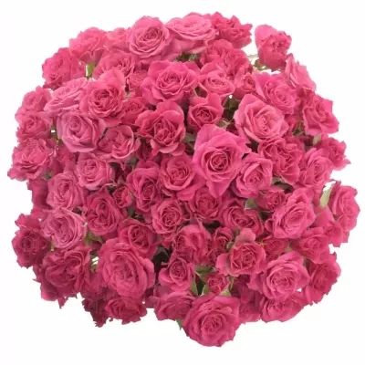 Kytice 100+ květů růží LIANNE 50cm