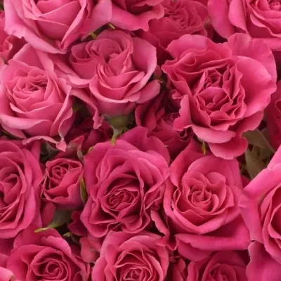 Kytice 100+ květů růží LIANNE 50cm