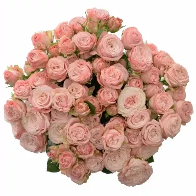 Kytice 100+ květů růží MADAM BOMBASTIC 60 cm