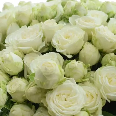 Kytice 100+ květů růží MISS BOMASTIC