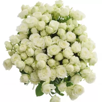 Kytice 100+ květů růží MISS BOMASTIC