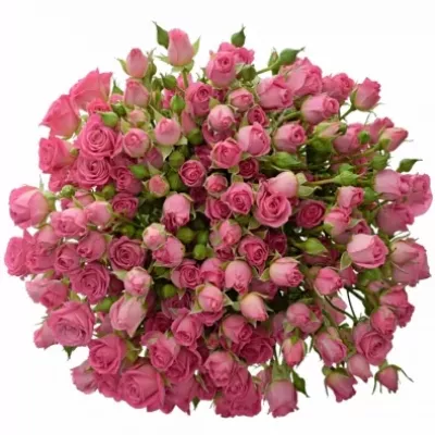 Kytice 100+ květů růží NATHALIE 60cm