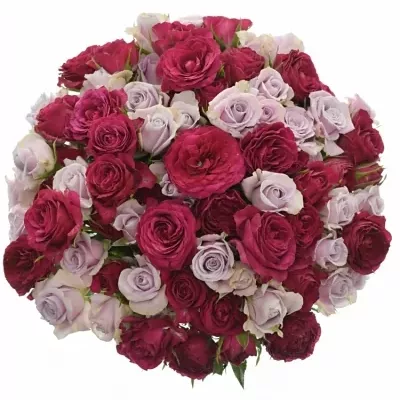 Kytica 100+ kvetov ruží Pierina 40cm