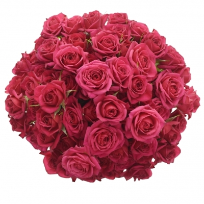 Kytice 100+ květů růží QUINCY 40cm