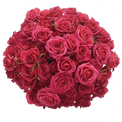 Kytice 100+ květů růží QUINCY 50cm