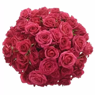 Kytica 100+ kvetov ruží QUINCY 40cm