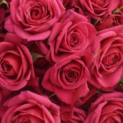 Kytice 100+ květů růží QUINCY 40cm