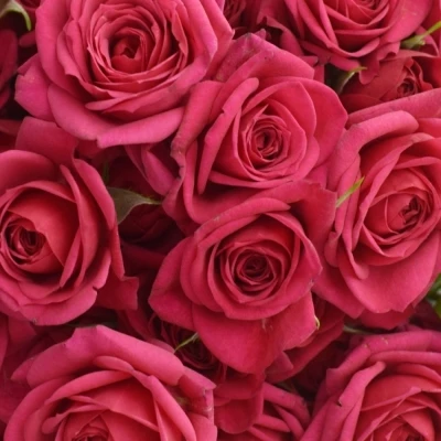 Kytice 100+ květů růží QUINCY 40cm