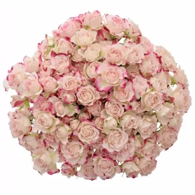 Kytice 100+ květů růží REFLEX 40cm