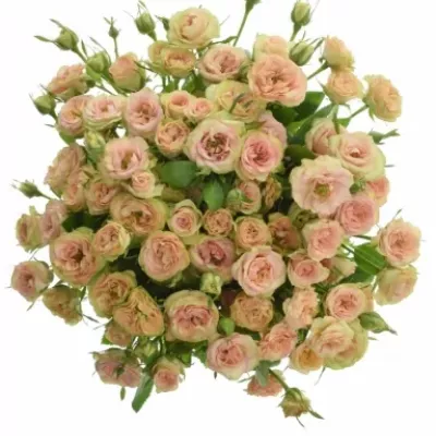 Kytice 100+ květů růží ROMANTIC PEPITA 50cm