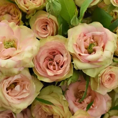 Kytice 100+ květů růží ROMANTIC PEPITA 40cm