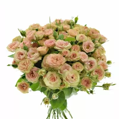 Kytice 100+ květů růží ROMANTIC PEPITA 40cm