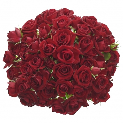 Kytice 100+ květů růží RUBICON 50 cm