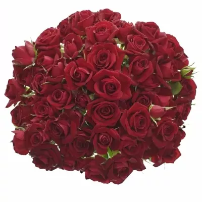 Kytica 100+ kvetov ruží RUBICON 50cm