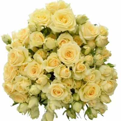 Kytica 100+ kvetov ruží Salinera 40cm