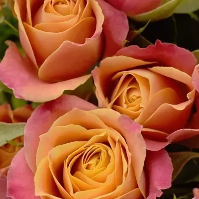 Kytice 100+ květů růží SONORA 50cm