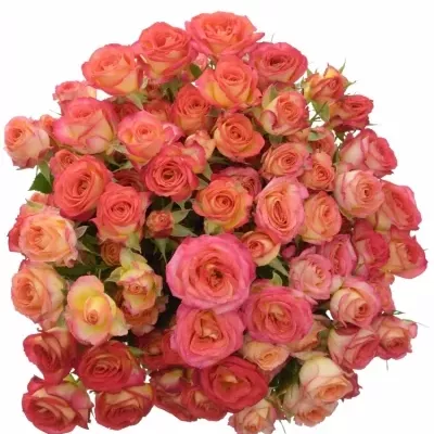 Kytice 100+ květů růží SUMMER DANCE 50cm/7+