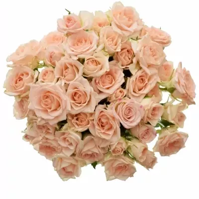 Kytica 100+ kvetov ruží SWEET SARA 50cm