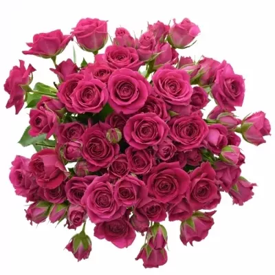 Kytice 100+ květů růží TESSA 60 cm