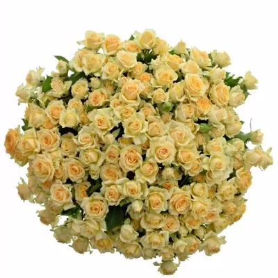 Kytica 100+ kvetov ruží TRINITY 40cm