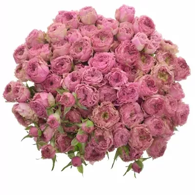 Kytice 100+ květů růží WILD MOMENTS 60cm