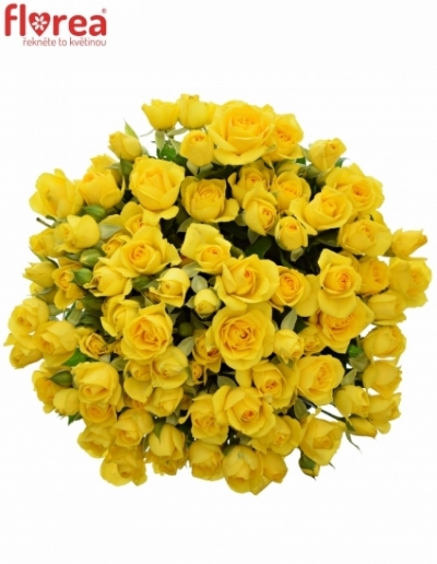 Kytica 100+ kvetov ruží YELLOW Babe 40cm