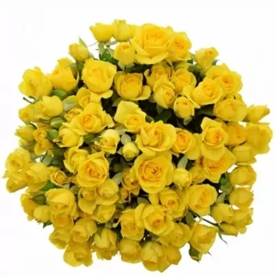 Kytica 100+ kvetov ruží YELLOW Babe 40cm