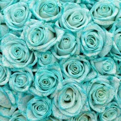Kytice 100 ledově modrých růží ICE BLUE VENDELA