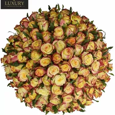Kytice 100 luxusních růží  KNOX 70cm