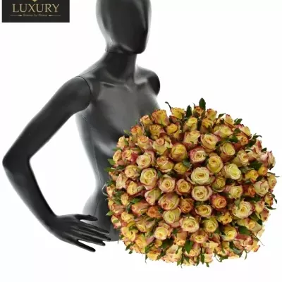 Kytice 100 luxusních růží  KNOX 70cm