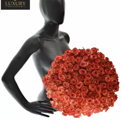 Kytice 100 luxusních růží BLUSH 70cm