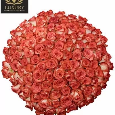 Kytice 100 luxusních růží BLUSH 90cm