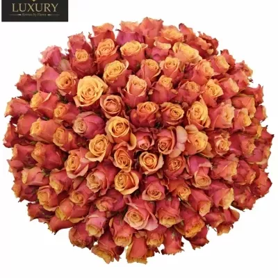 Kytice 100 luxusních růží CHERRY BRANDY 70 cm