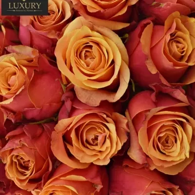 Kytice 100 luxusních růží CHERRY BRANDY 70cm