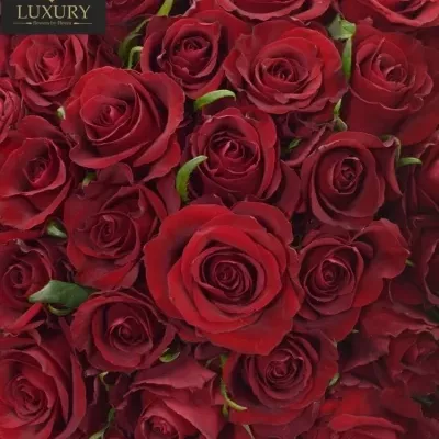Kytica 100 luxusných ruží EVER RED 100cm