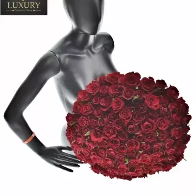 Kytica 100 luxusných ruží EVER RED 100cm