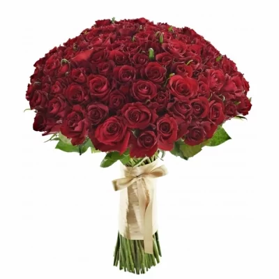 Kytica 100 luxusných ruží EVER RED 80cm