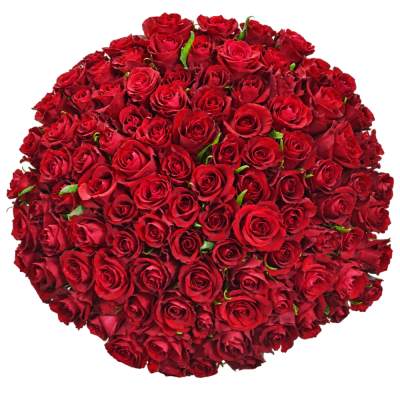 Kytice 100 luxusních růží EVER RED 50 cm