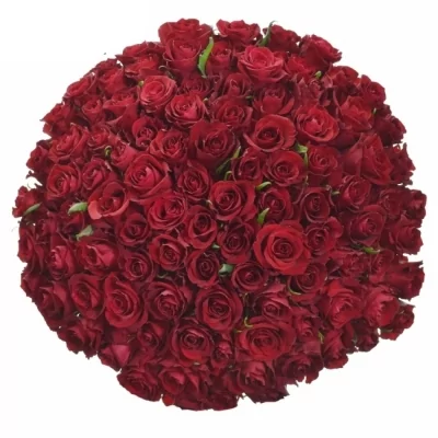 Kytice 100 luxusních růží EVER RED 50cm